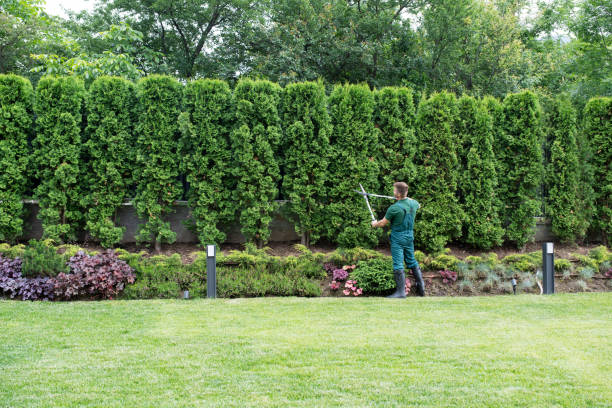 Professional Tree Services in Burr Ridge, IL