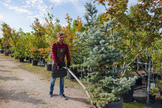 Why Choose Our Tree Removal Services in Burr Ridge, IL?